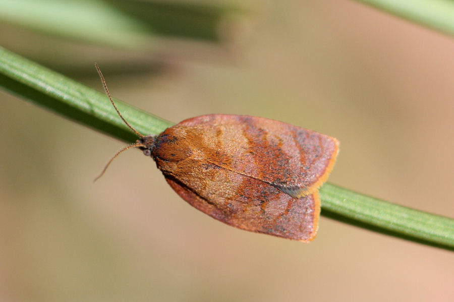 Nozze sulla menta del terrazzo: Cacoecimorpha pronubana